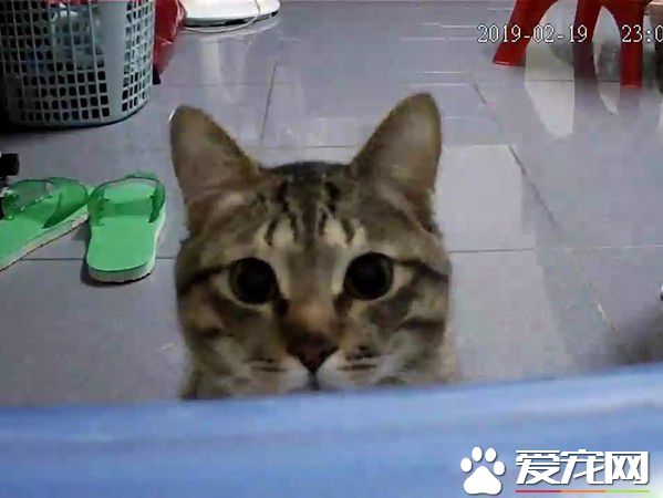 奴才到底在干嘛呀 貓主子超認真研究筆