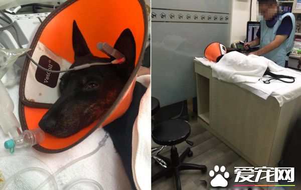 汪遭飼主棄養還被車撞 幸遇到了善心人士相救