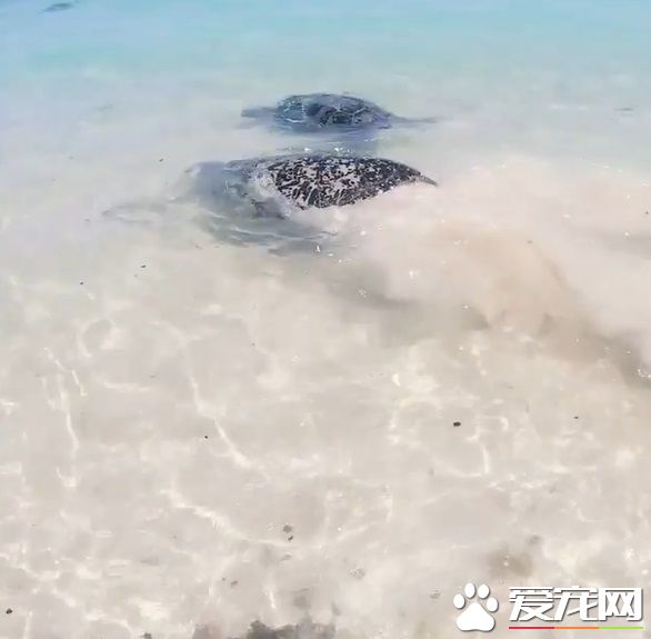 澳洲男子游玩發現受困海龜 暖心就了海龜一命