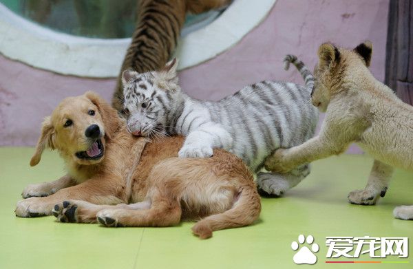 超級萌煩！不同物種動物被黃金獵犬媽媽帶大