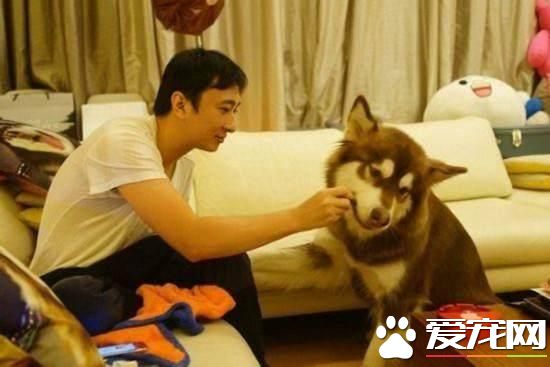 盤點明星們養的<a href=/zhonglei/gou/ target=_blank class=infotextkey>狗</a>狗們，往往愛狗的人運氣都不差，你喜歡那只呢？