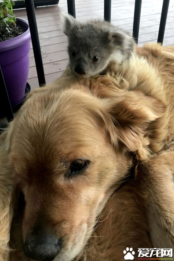 走失無尾熊寶寶將黃金獵犬當做媽媽 取暖畫面超有愛