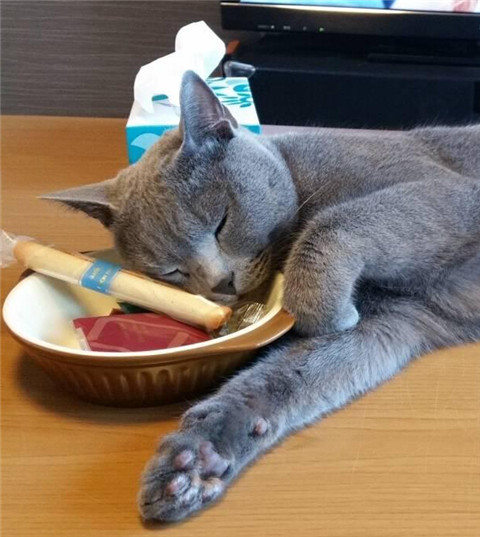 霸道喵星人