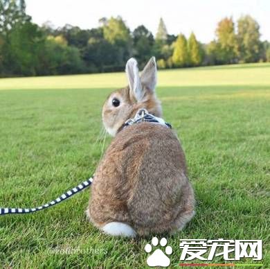 貓兔之友情 貼心貓咪溫柔陪伴兔兔