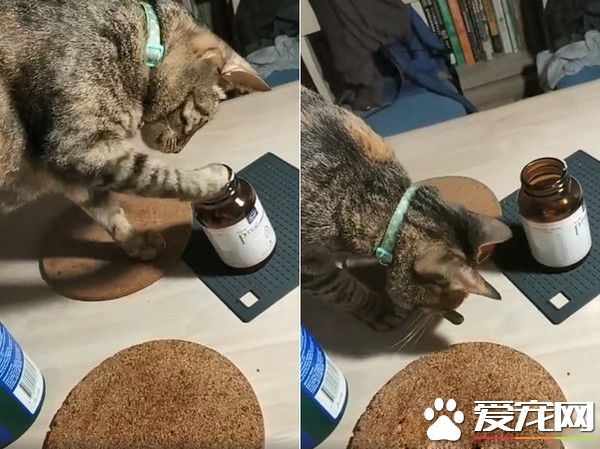 喵想要和媽咪擠一起取暖 自備被被也太可愛了