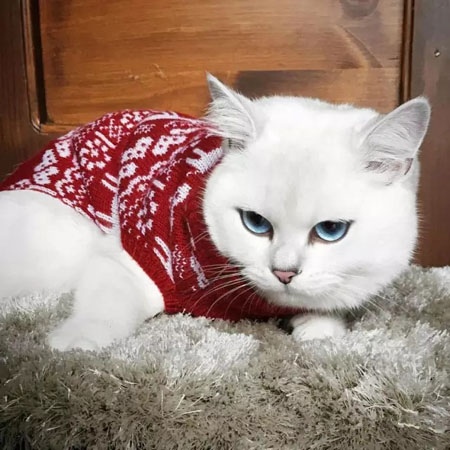 一只淡藍色眼睛的貓咪
