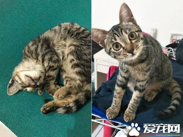 虎斑貓偷穿亮眼粉紅色洋裝 馬麻傻眼：這是要去哪