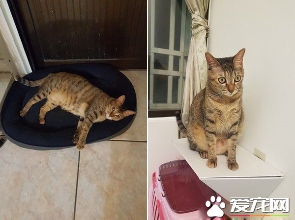 喵星人飛撲電視準備接球 好激動的應援團貓