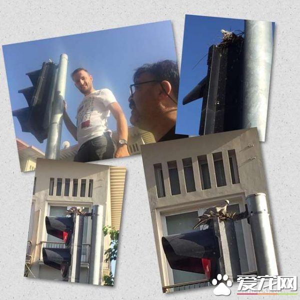 紅綠燈鳥巢再次成為全國焦點 原因超暖心！