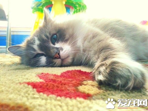 10歲喵越老越美 大眼變成異色瞳
