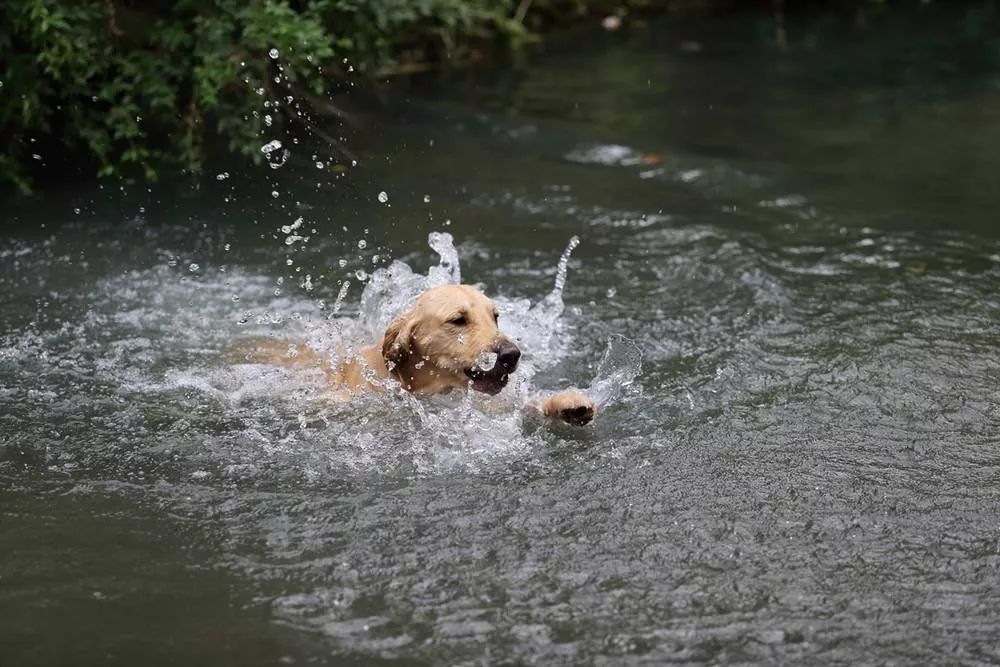 帶狗狗游泳一定要知道的注意事項 短鼻犬游泳更要小心