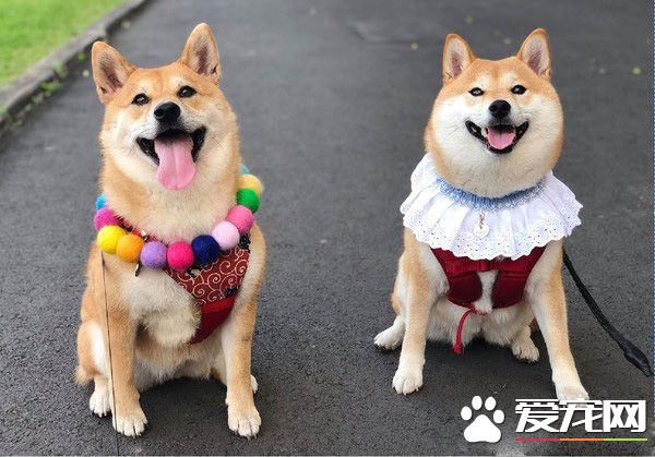 超萌柴柴軍團出動！每只都有陽光般的笑容超治愈