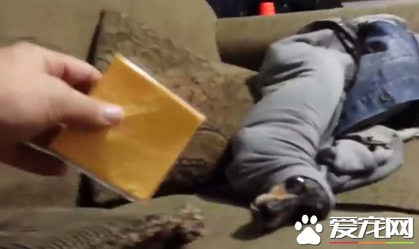 臘腸犬把自己塞到袖子里 當它看到起司就立刻后悔