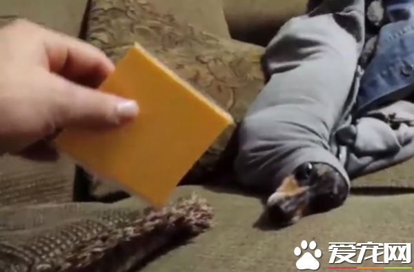 臘腸犬把自己塞到袖子里 當它看到起司就立刻后悔