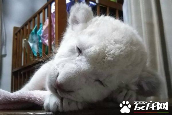 小白獅秀出粉紅肉球為地震災民加油打氣 超治愈！