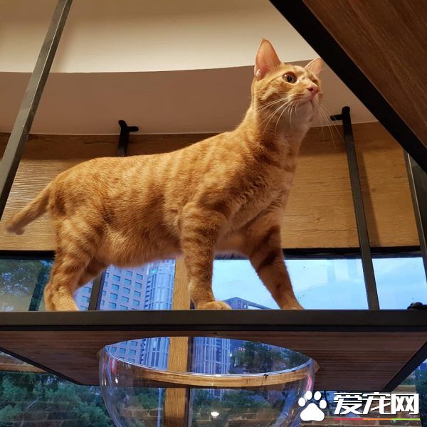 貓咪游樂園主題餐廳  成為未來流浪喵們的庇護所