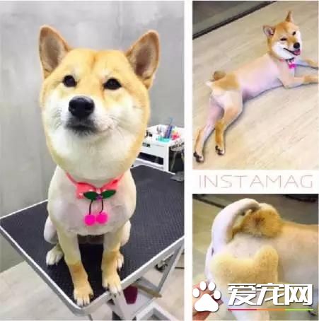臺灣的這家寵物美容院上了國外新聞，只因有這么個任性的老板