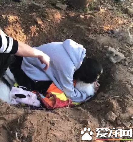 朋友圈被『毒香腸』刷屏了養狗好幾年，香腸毒死它卻只要幾分鐘