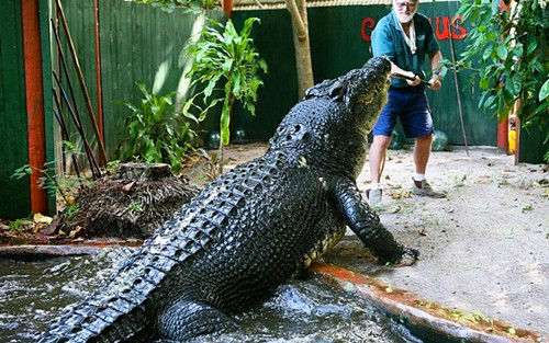男子野外捕獲鱷魚帶回家養 一起生活40年之久