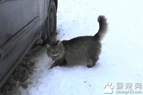  貓咪用身體溫暖挽救了男嬰的生命，獲贊“英雄貓”