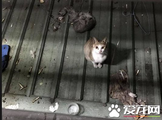 約定下班后在放飯 流浪貓整晚守在陽臺外等