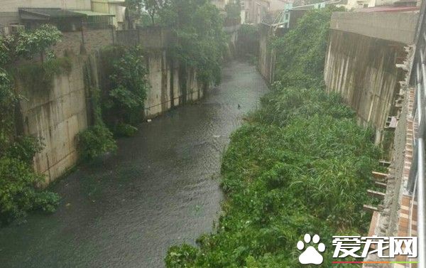 小黑狗暴雨中卡水溝 黑衣暖男洗衣籃撈上輕撫