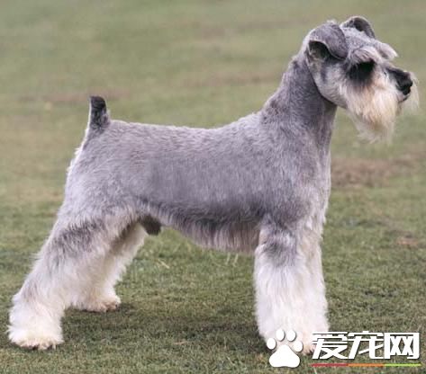 狗狗智商排行榜，你家狗狗排第幾？