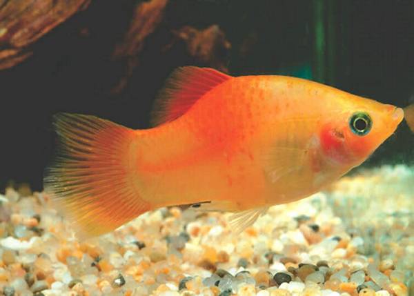 魚屬于什么類