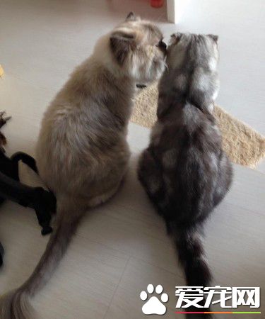 暖貓晚年時行動不便 屁屁不小心沾到便便卻不敢說