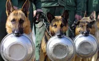 深圳“最萌公務員”不能處對象，也休姨媽假！警犬的私密生活大揭密