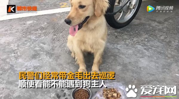 迷路金意外客串警犬 狂吠偷車賊幫忙逮人