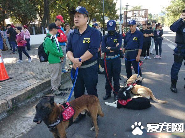 臺中花博開幕有警犬與騎警進駐維安 成特殊亮點