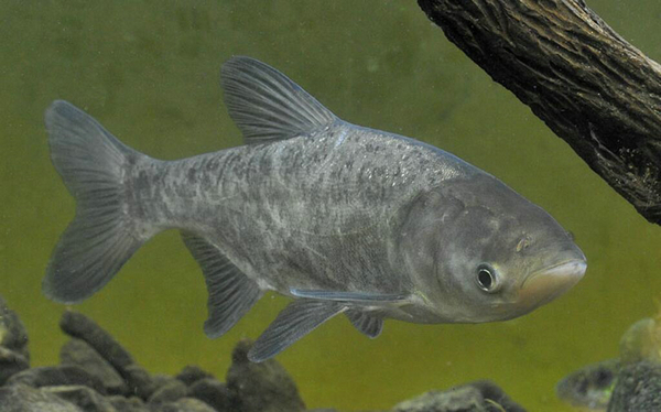 雄魚是什么魚