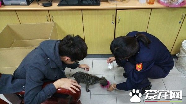 5只小黑狗遭雙腳狂甩還亂打 老翁瞎扯訓練小狗