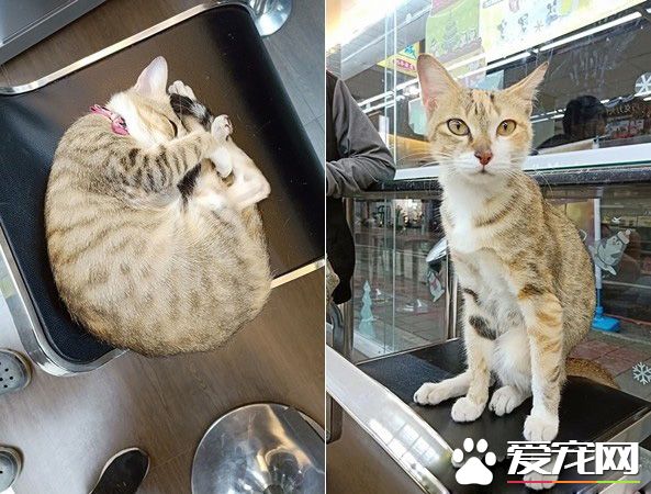 超商突然出現可愛店貓 每晚回來等待棄養它的主人