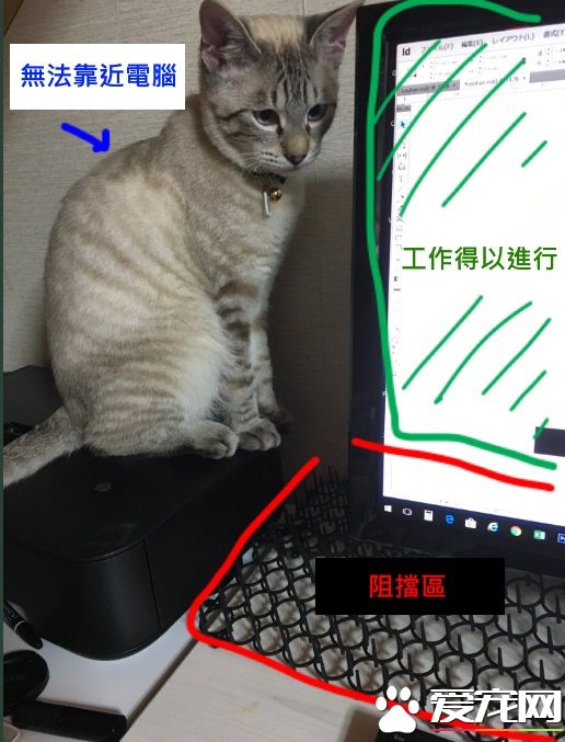貓奴被主子擾亂工作出大招 成功讓貓咪氣得牙癢癢