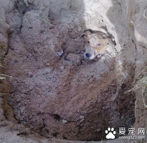 男子馬路邊發現一小坑 <a href=/ target=_blank class=infotextkey>寵物</a>狗遭活埋