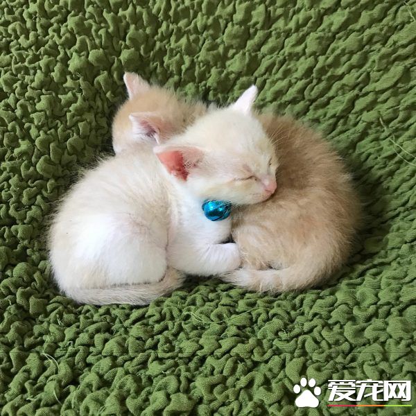 孤兒貓超愛它的布偶貓媽媽 給了它們安全感和溫暖