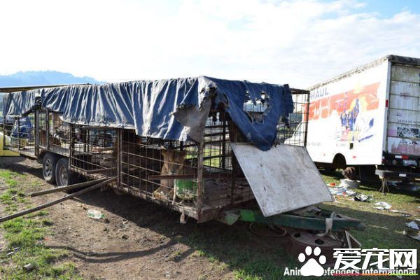馬戲團獅子被不人道對待 獲救后開心漸露自然天性