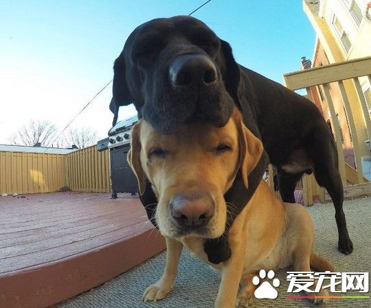 狗狗也會秀恩愛 拉布拉多超甜蜜背后環抱