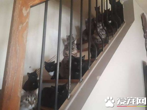 婦人因缺乏結扎的觀念 整間房被120只貓咪淹沒