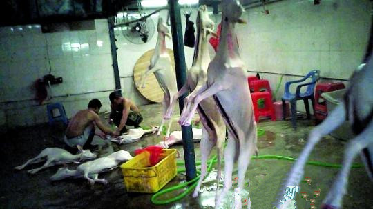 羊狗肉私宰點被多次曝光仍經營 羊狗肉大多流向市場