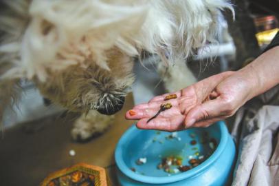 成都一愛犬重病夫妻倆在動物醫院打地鋪陪護
