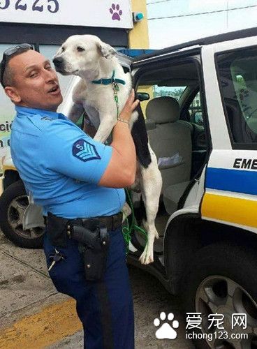 一只飽受虐待的流浪狗闖進了警局 結局出人意料