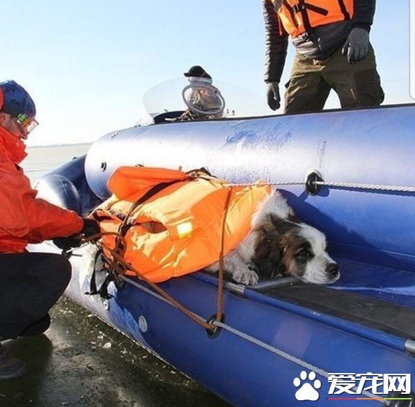 狗狗被卡凍冰上 救援隊幫助脫困后又放回街頭