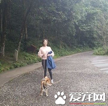 柴犬半路跳車亂入棒球場 主人看了當場傻眼