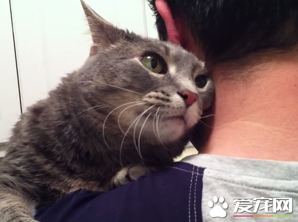 看得人都要融化啦！超會撒嬌的喵星人