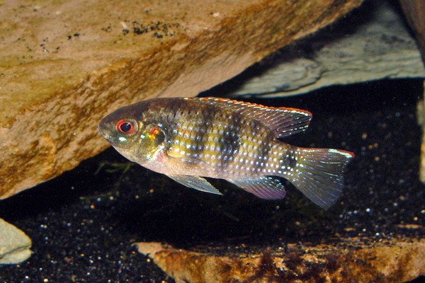 能和三湖慈鯛混養的魚