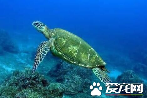 龍洞岸巡人員又發現枉死綠蠵龜
