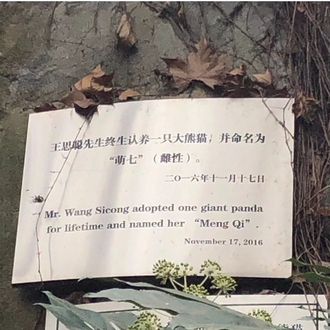 王思聰動物園再添新丁 最新入駐的貓咪一夜暴富